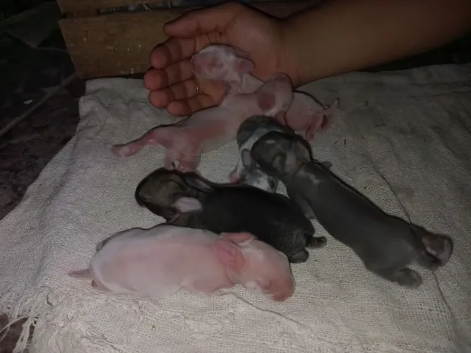 Vende-se lindos filhotes de coelhos
