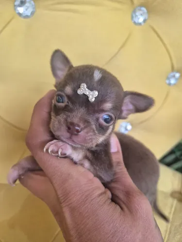 Chiuahua 