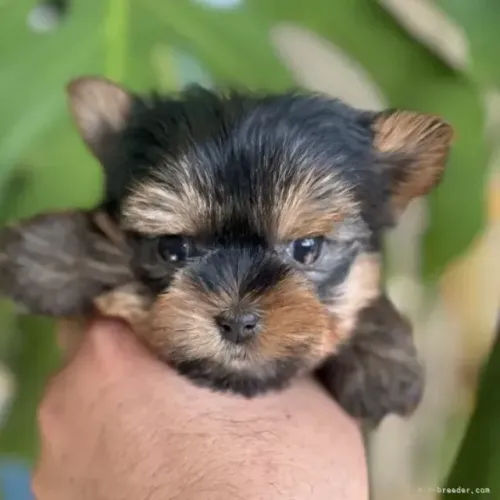 Filhotes yorkshire terrier com linhagem selecionada e pelagem densa