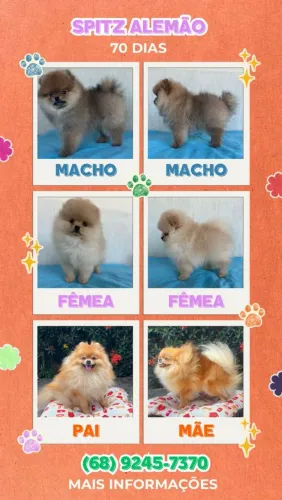Vendo foto Filho de split Alemão com pedigree