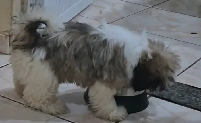 lindos machinos de shih tzu com documentaçao