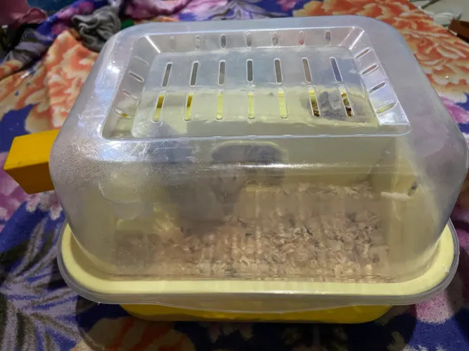 Hamster anão russo