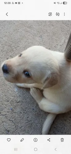 Vende se filhotes de labrador