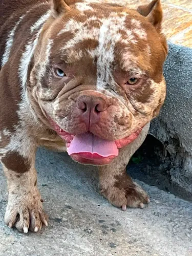 Bully merle SP capital