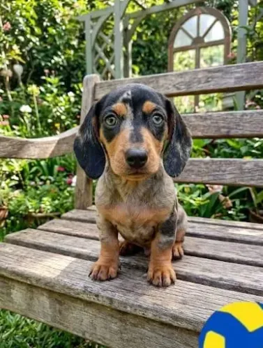 Dachshund/teckel arlequins perfeitos