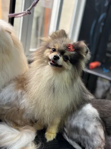 Casal de Lulu da pomeranea