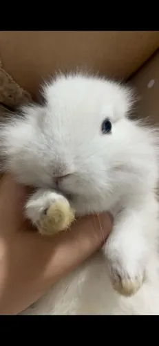Vendo coelho branco macho