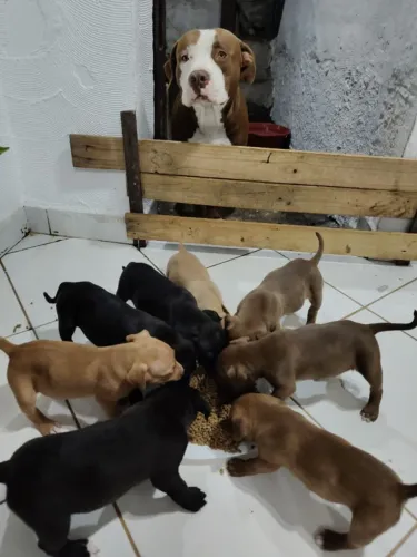 PitBull AMSTAFF