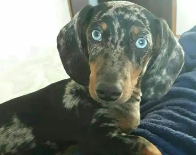 Cobertura Macho Arlequim Olhos azuis