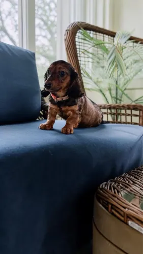 Daschund pelo longo
