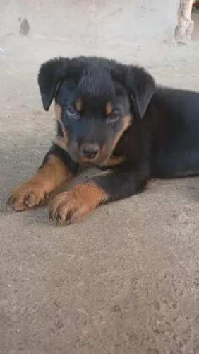 Vendo um filhote de Rottweiler vacinado e vermifugado dois meses e meio 