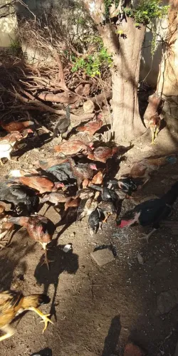 Galinhas caipira