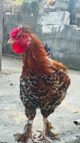Galo grande lindo