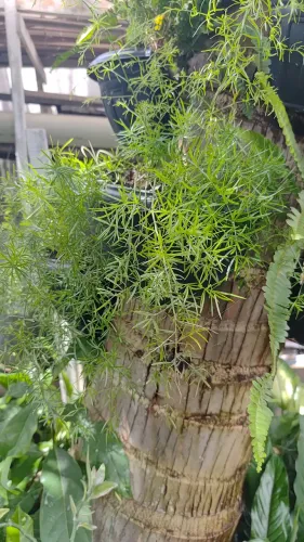 Plantas apartir de 20 reais.