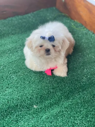Shih Tzu macho e fêmea¿para família felizes
