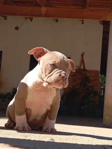 Fêmea de América Bully micro disponível para vender 