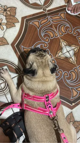 Vendo uma pug de raça fêmea 