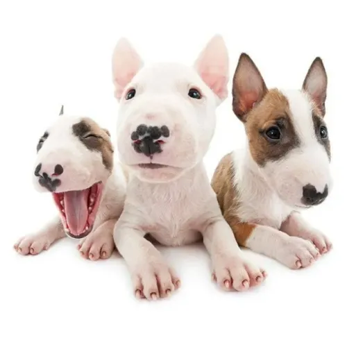 Bull Terrier 
