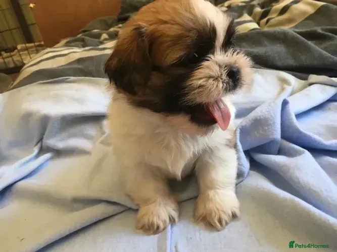 Cãozinho Shih tzu/ shihtzu espertos e muito amorosos