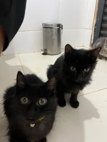 Doa-se gatinhos 