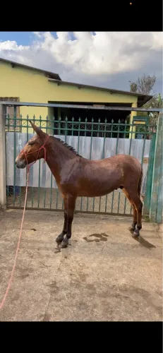BURRO PRA NEGÓCIO 
