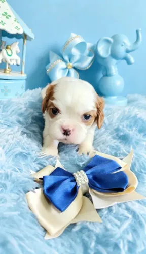 Cavalier