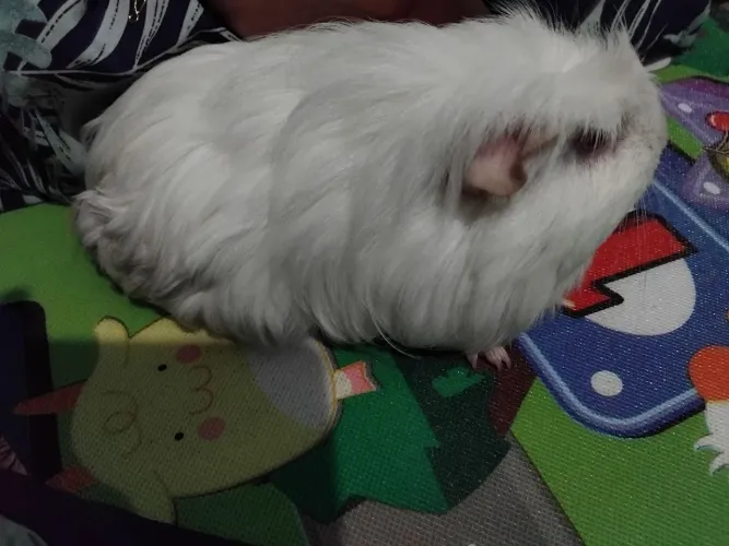 Porquinha da Índia