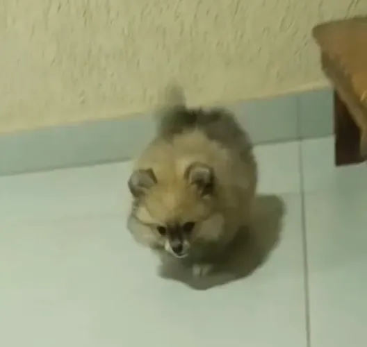 VENDO SPITZ ALEMÃO MACHO