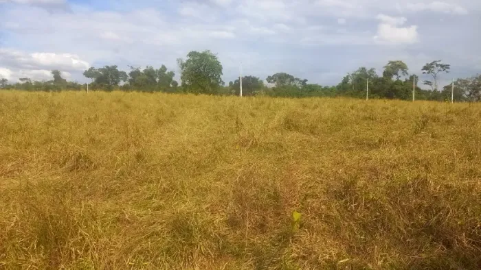 Chacará com 1,5 alqueires formada no capim brachiaria e rica em água