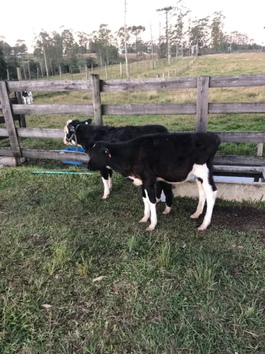 Holandês macho
