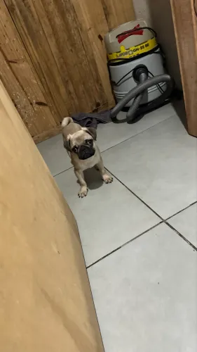 Pug filhote