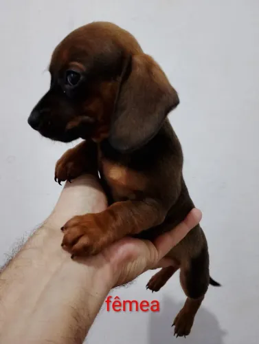 Dachshund - salsicha
