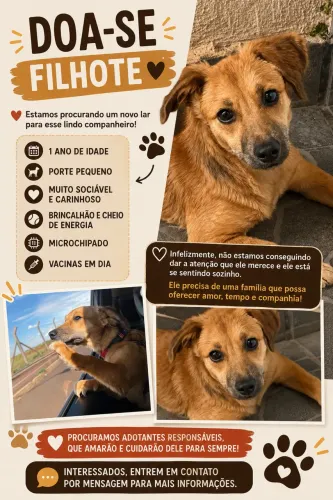 Doação macho porte pequeno
