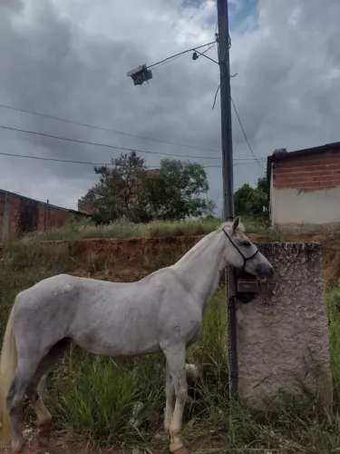 Égua mangalarga batida