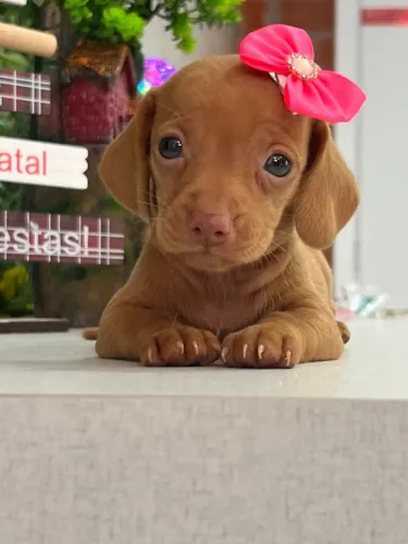 dachshund filhote vacinado com doc e desverminado