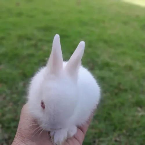 Coelho Netherland Dwarf _ Anão