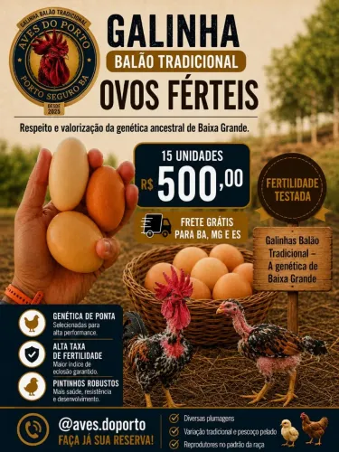 Venda de Ovos Férteis GSB