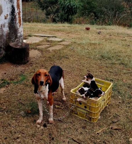 Filhotes de FoxHound Americano 