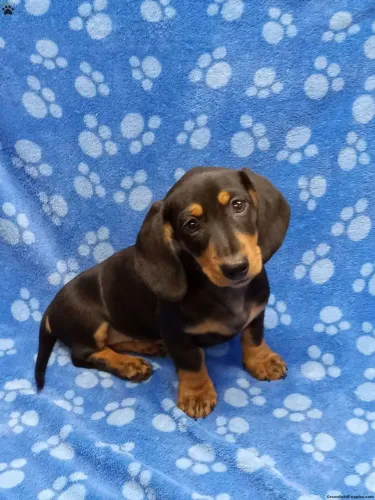 Dachshund  | Filhotes irresistível 