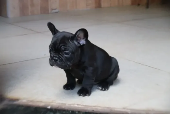 Filhotes Bulldog Francês - Blue Gene