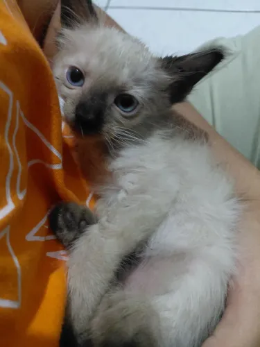 Filhote de gato, ainda não se sabe se é fêmea ou macho, ta entre um mês de vida.