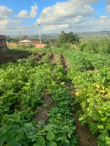Terreno a venda medindo 12x40 na cidade de Anadia Alagoas no povoado chã do brejo