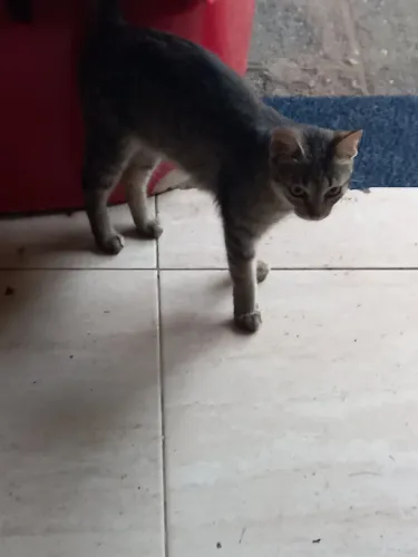 Doa-se gatinha