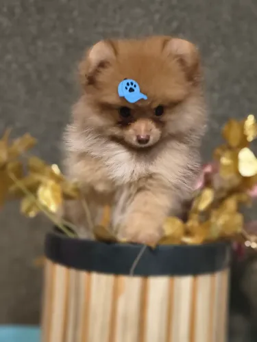 SPITZ ALEMÃO