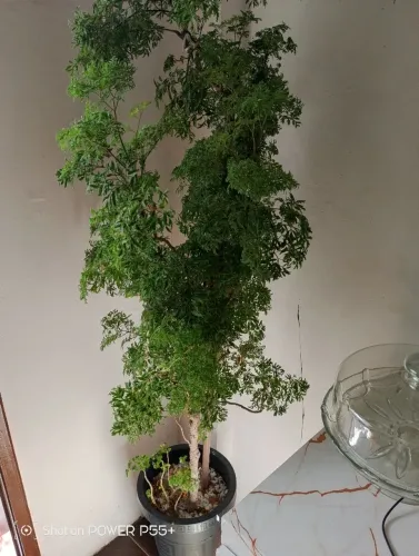 Planta da felicidade