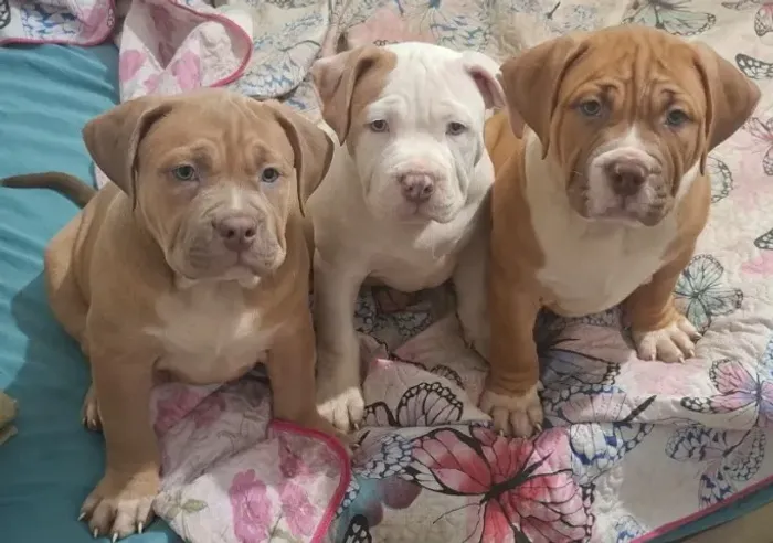 Filhotes Pit Monster American Bully