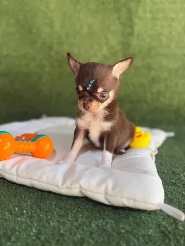 Chihuahua Chocotan Pelo Curto