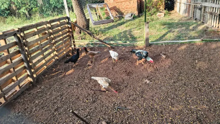 Vende-se lote de galinhas 4 galinha indo e 1 galo indo o total são 5 passo cartão