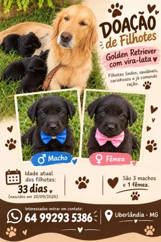 Doação de filhote de Golden Retriever 