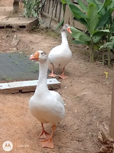 Casal Ganso Chinês 